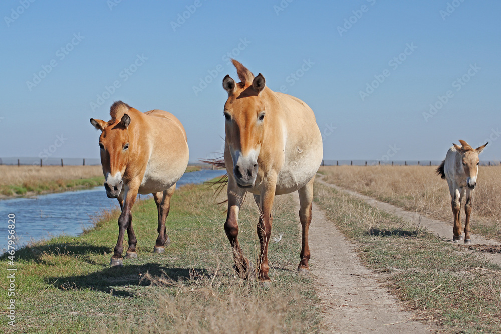 Fototapeta premium small group of Przewalski's horse at khustain nuruu national park mongolia during sunset