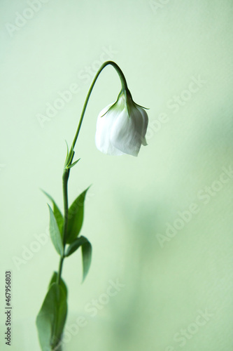 One white flower with drooping bud on a green background