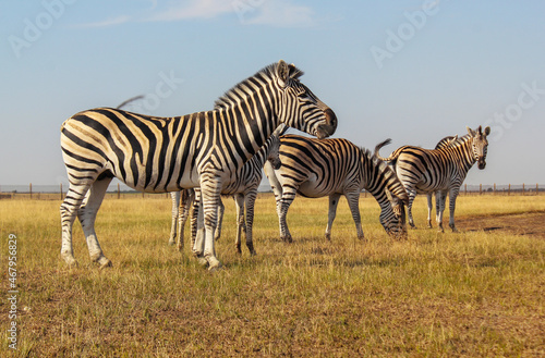 grazing zebras in the savannah in africa - national park masai mara in kenya