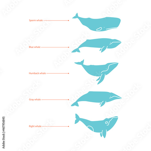 Set of whale species icons. illustration on white