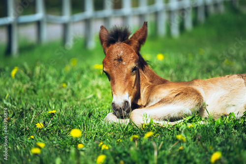 Closeup of a foal lying on the ground surrounded by fences in a ranch Fotobehang