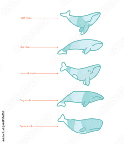 Set of whale species icons. illustration on white