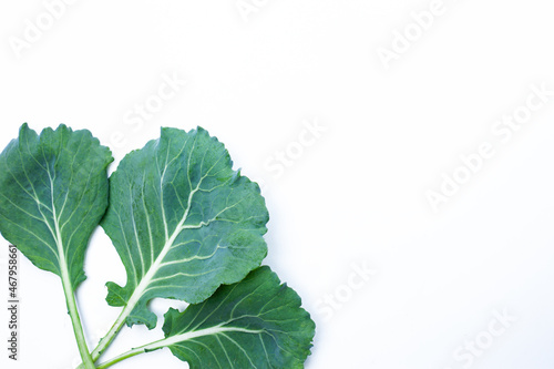Lettuce plant isolated on white background for design elements