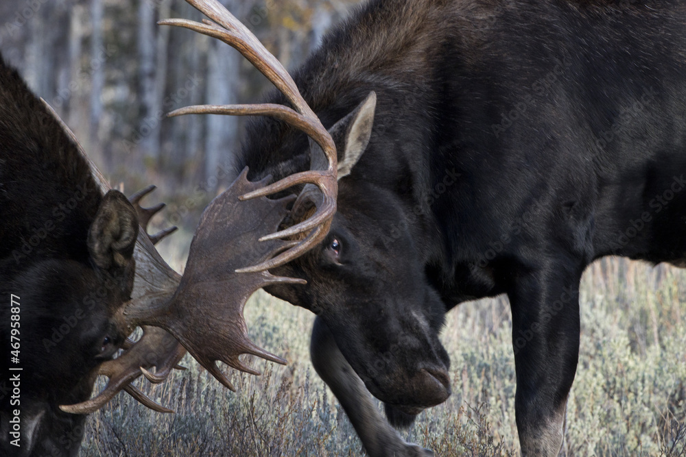 Bull moose, two males in combat, lock antlers in close up of rutting battle in Wyoming Bull moose, two males in combat, lock antlers in close up of rutting battle in Wyoming