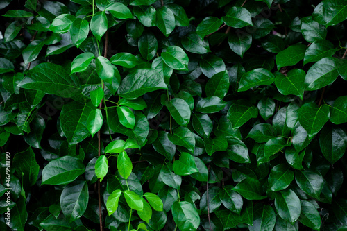 Full Frame of Green Leaves Pattern Background, Nature Lush Foliage Leaf  Texture , tropical leaf © Nabodin