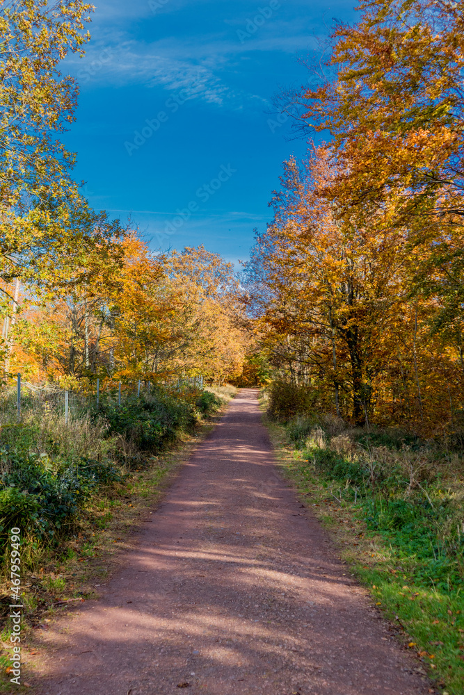 Naklejka premium Herbstspaziergang rund um die Wartburgstadt Eisenach am Rande des Thüringer Waldes - Thüringen