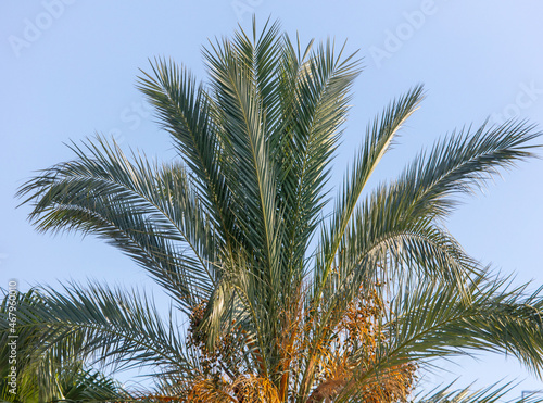 Palm trees against the sky.