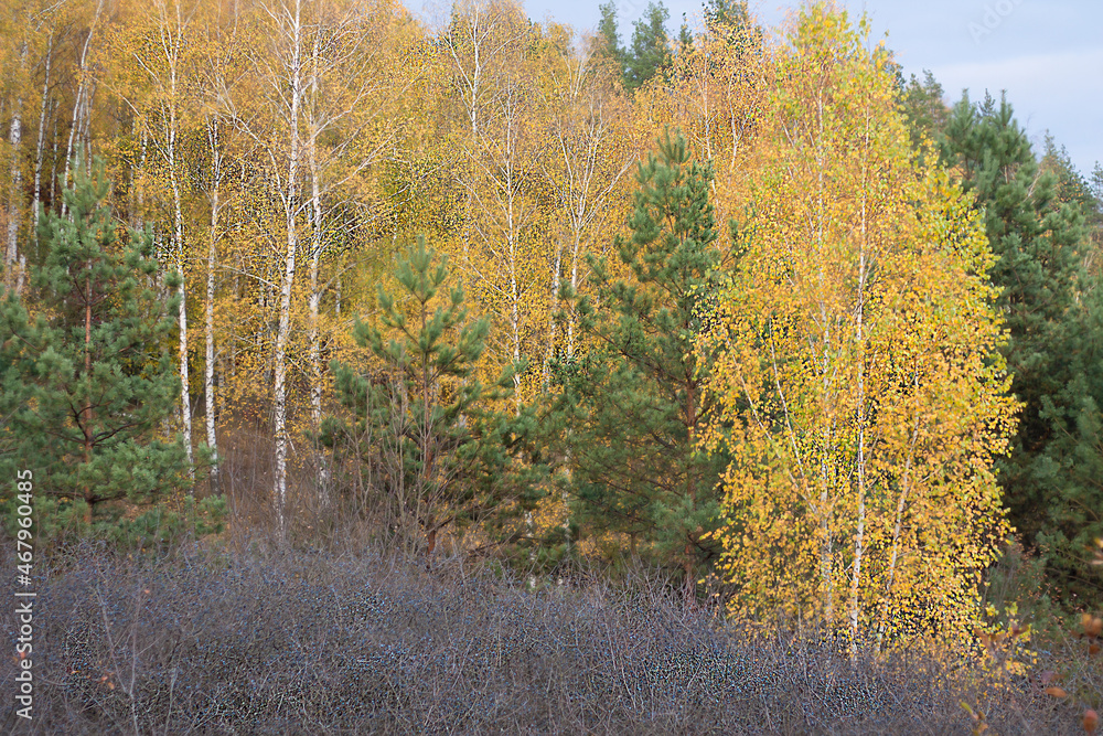 Fototapeta premium autumn in the forest