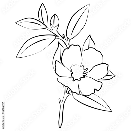 Indoor plant gardenia jasmine. Vector illustration of a flower. 
