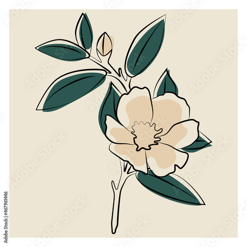 Indoor plant gardenia jasmine. Vector illustration of a flower. 