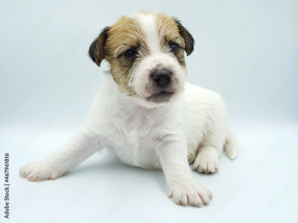 Little sweet jack russell terrier dog on a white background.