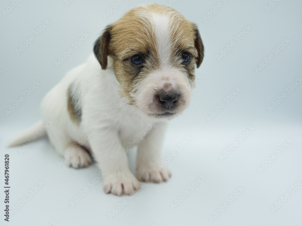 Little sweet jack russell terrier dog on a white background. Little sweet jack russell terrier dog on a white background.