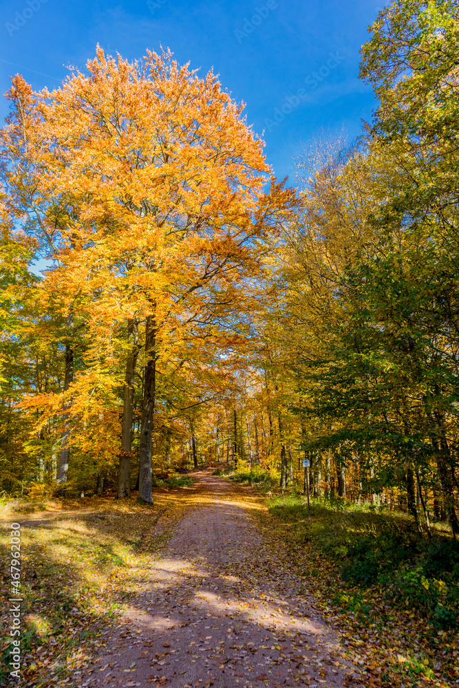 Herbstspaziergang rund um die Wartburgstadt Eisenach am Rande des Thüringer Waldes - Thüringen