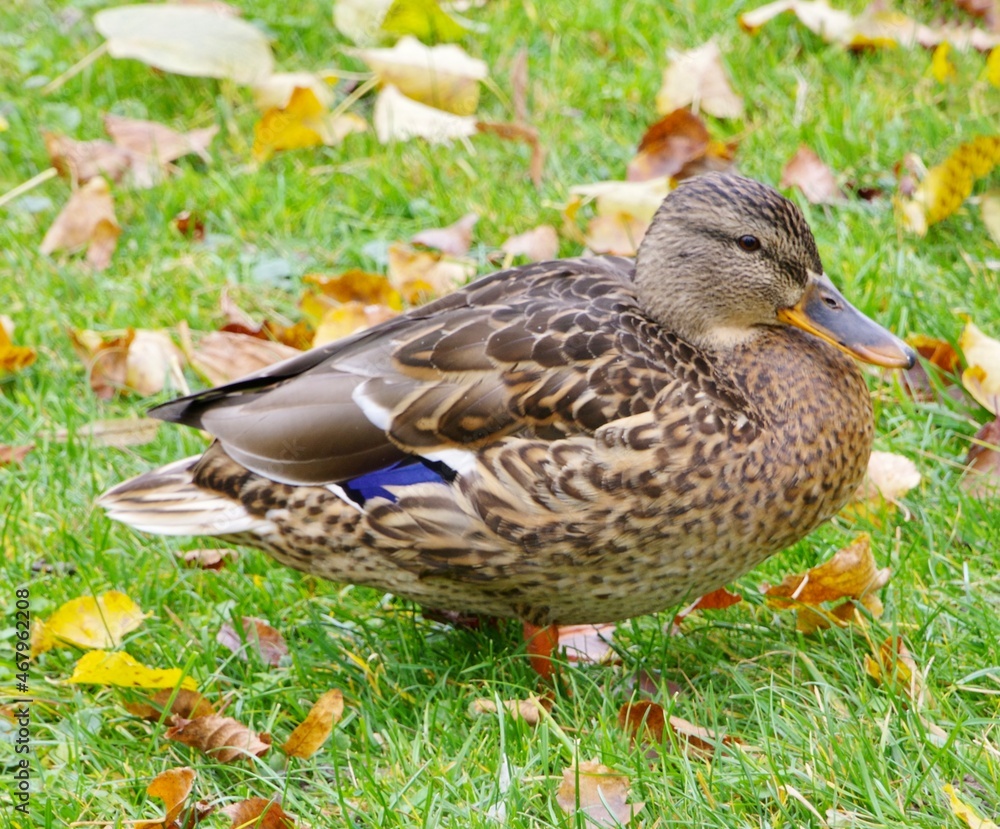 Ente Ente