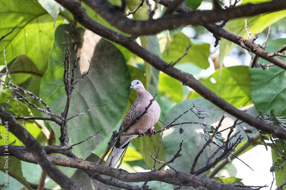 Dove on a tree branch Dove on a tree branch