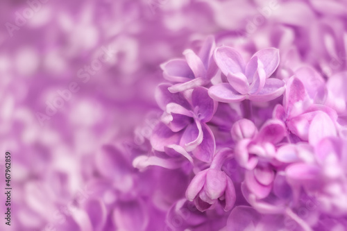 Purple lilac flowers close-up.Special blur © Chitorok