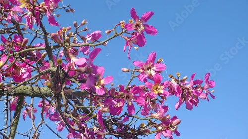 Flowers of floss silk tree in slow motion 180fps photo