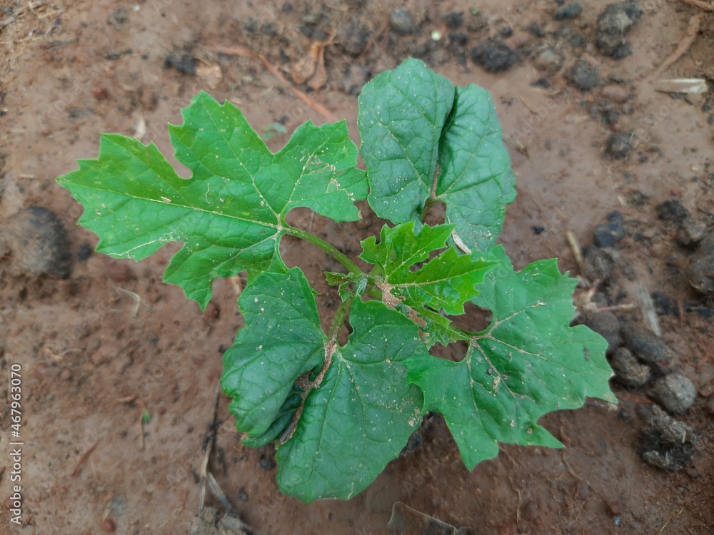 Bitter gourd plant. It is a vine plant. Its fruit has a bitter taste