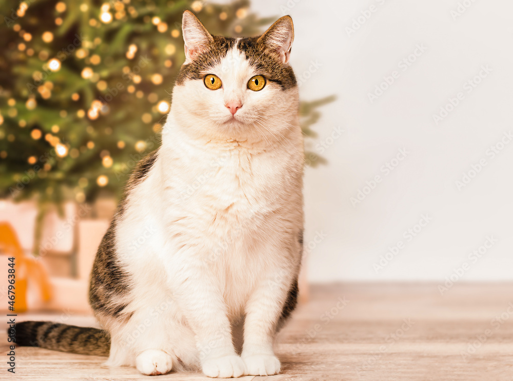 domestic cat sitting on the background of the christmas tree