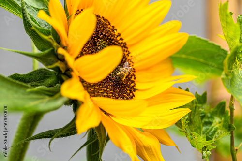 Sonnenblume mit wilder Biene