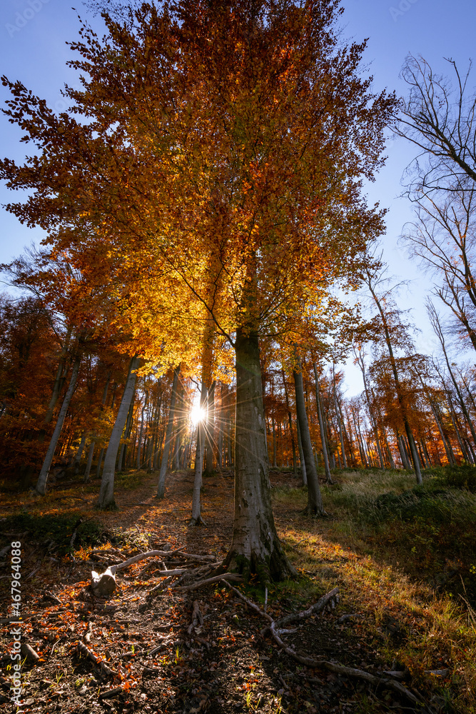 Obraz premium Wald in Herbstfarben