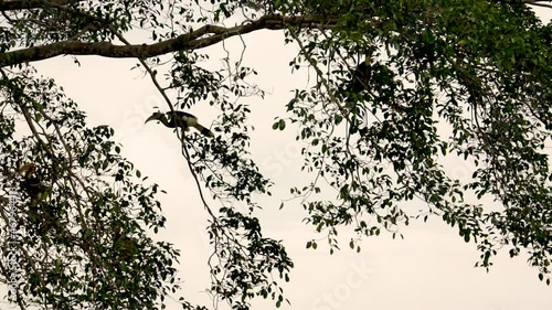 Wallpaper Mural silhouette of a tree and bird in the forest Torontodigital.ca