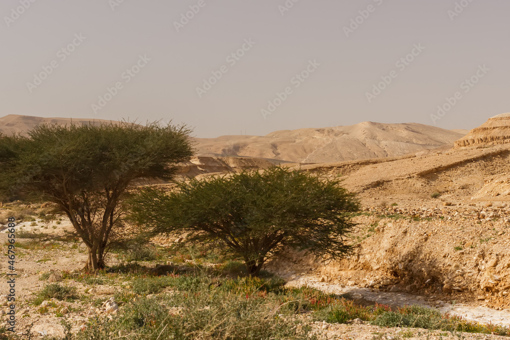 Naklejka premium A couple of trees in the Judean Desert in Israel