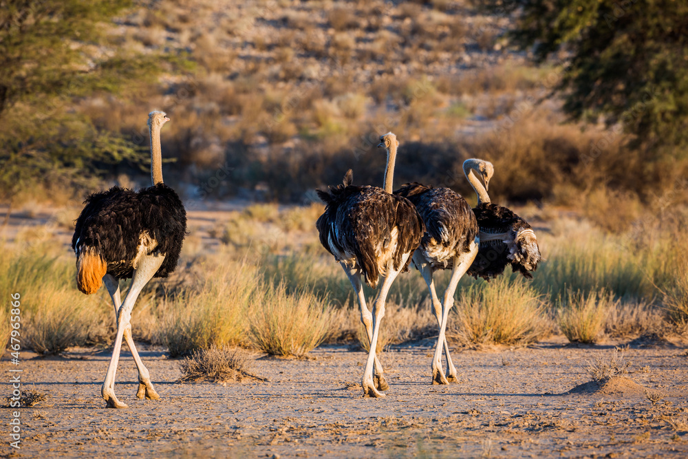Naklejka premium Three African Ostrich walking rear view at dawn in Kgalagadi transfrontier park, South Africa ; Specie Struthio camelus family of Struthionidae