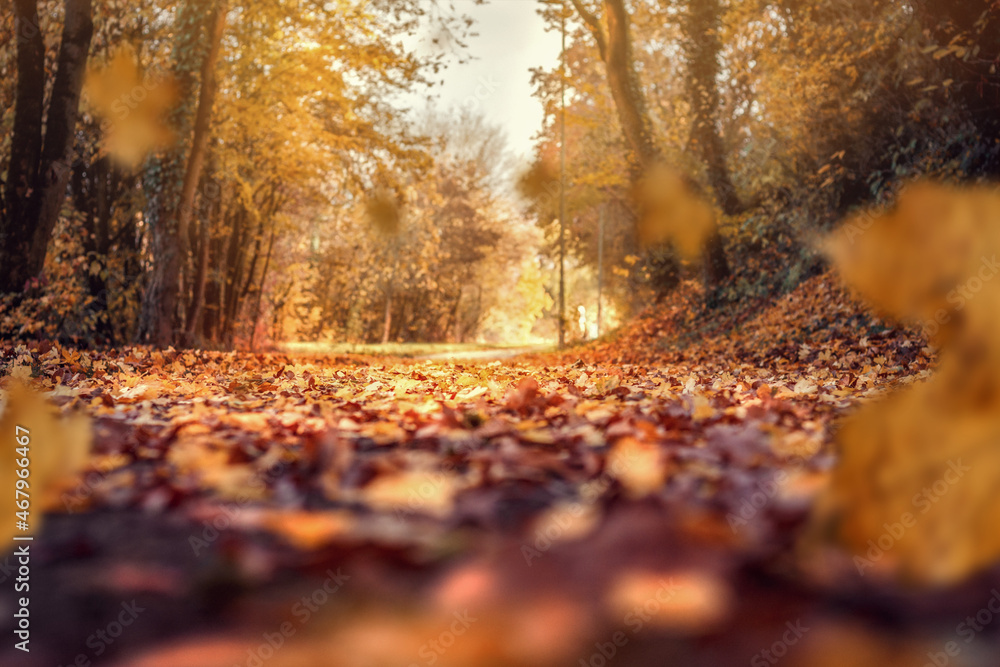 Blätter im Herbst auf einem Wanderweg