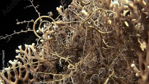 Close-up Basket star Astroboa nuda (Gorgonocephalus Gorgon's head) At Nigh feeding and reacting to light at night on coral reef underwater in Red Sea, Egypt. Nocturnal echinoderm moving it's arms. photo