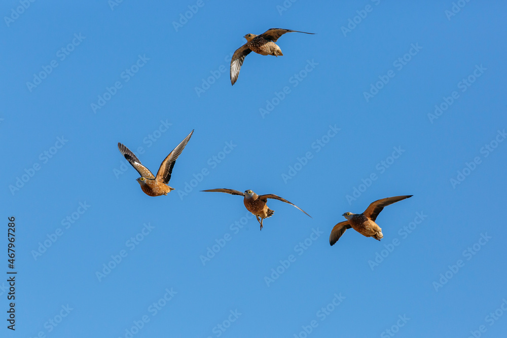 Obraz premium Burchell's Sandgrouse in flight isolated in blue sky in Kgalagadi transfrontier park, South Africa; specie Pterocles burchelli family of Pteroclidae
