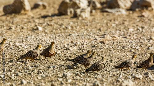 Namaqua sandgrouse flock on the ground in Kgalagadi transfrontier park, South Africa; specie Pterocles namaqua family of Pteroclidae
