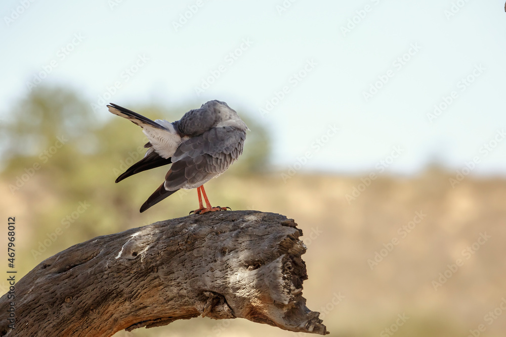 Fototapeta premium Pale Chanting-Goshawk grooming and preening standing on a stump in Kgalagadi transfrontier park, South Africa; specie Melierax canorus family of Accipitridae