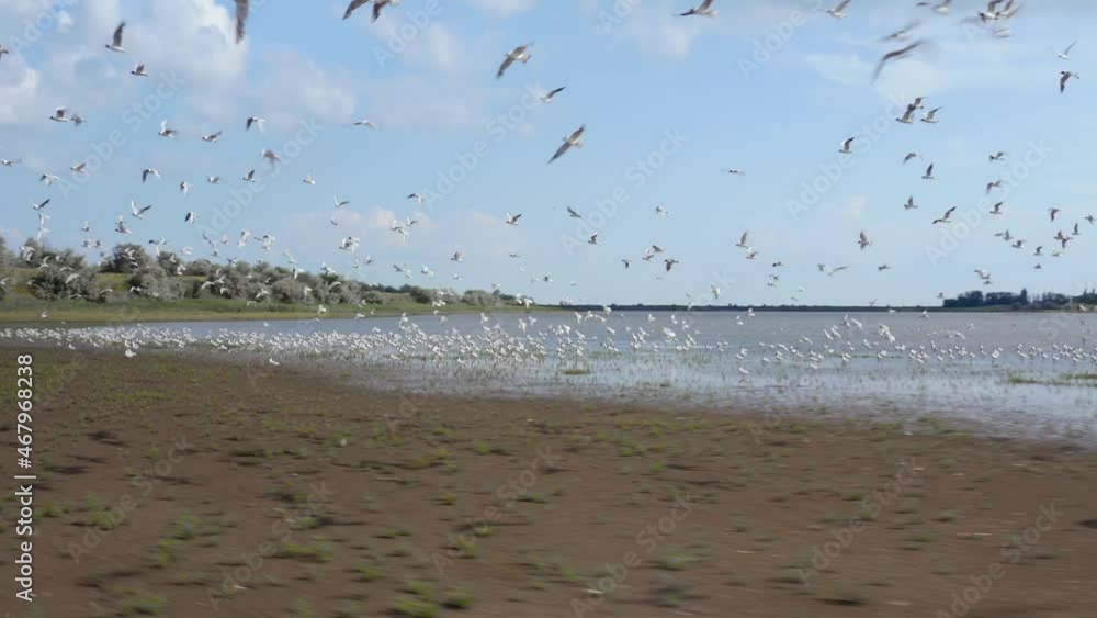 Huge flock of seagulls flying over the salt lake. Ukrainian wild nature and landscape. Traveling around Ukraine. Top cinematic aerial view. Wild nature and animals in Ukraine