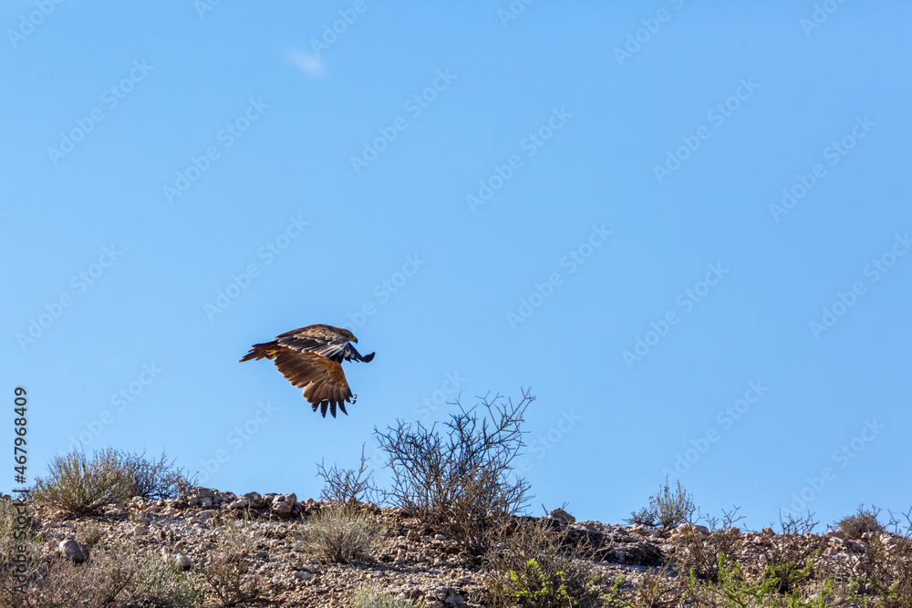 Tawny Eagle taking off isolated in blue background in Kgalagadi transfrontier park, South Africa; Specie Aquila rapax family of Accipitridae Tawny Eagle taking off isolated in blue background in Kgalagadi transfrontier park, South Africa; Specie Aquila rapax family of Accipitridae