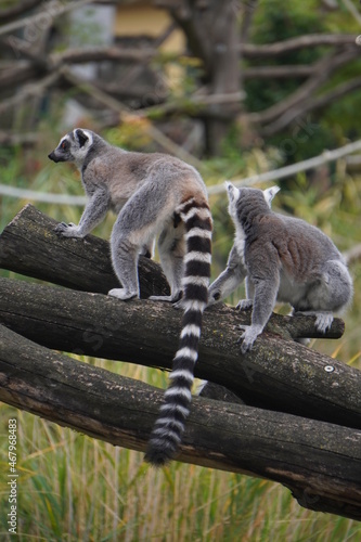 A pair of lemurs in a tree