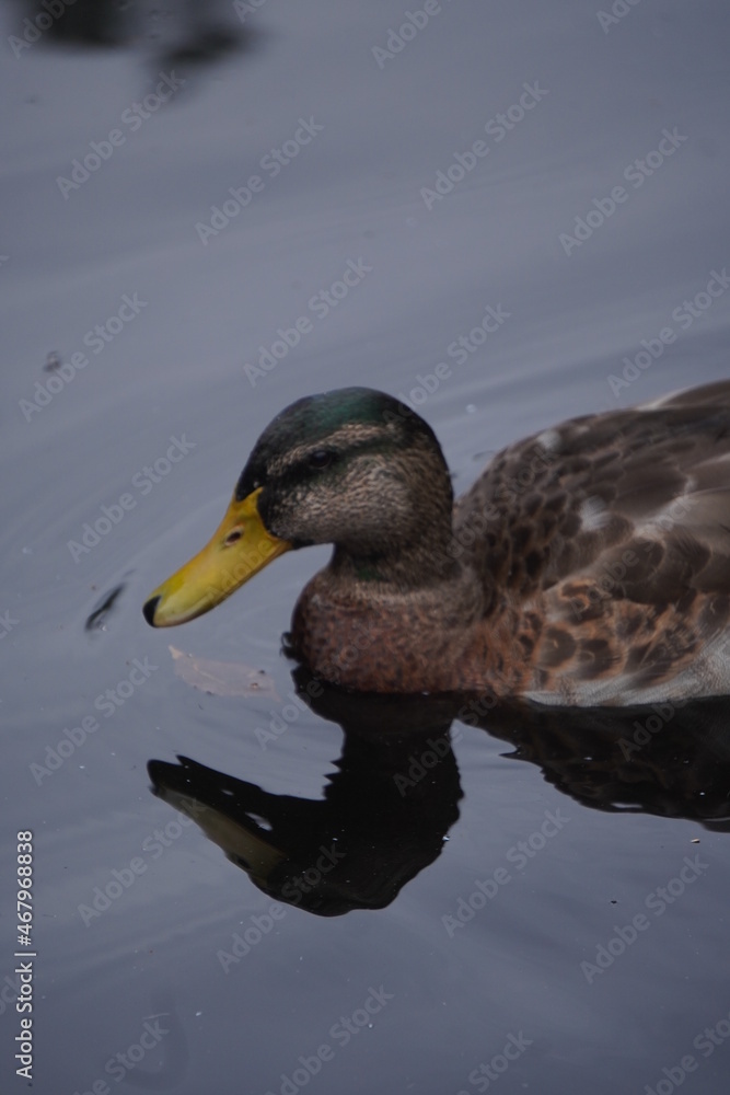 A duck swimming in the water A duck swimming in the water
