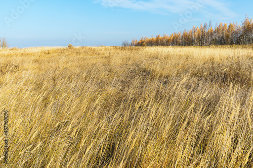 Dry grass  autumn deserted sunny landscape
