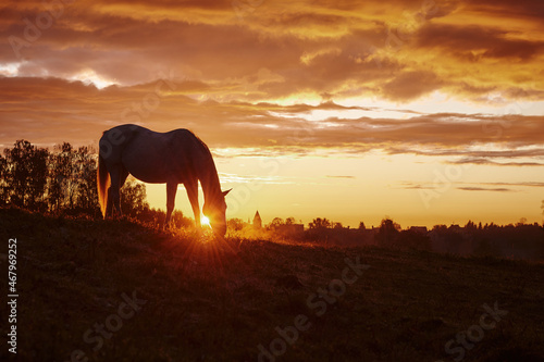 Horse in the sunrise. Horse in the sunset	
