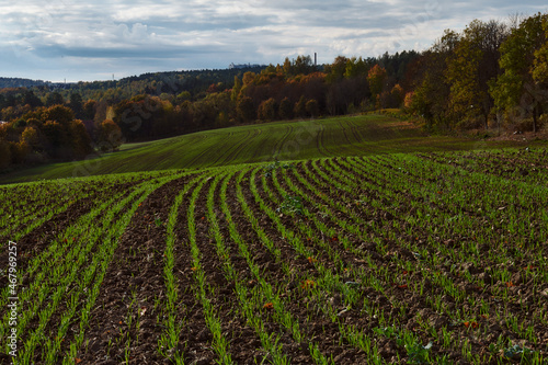A field sown in the fall