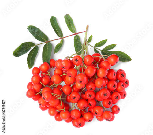 Bunch of ripe rowan berries with green leaves on white background, top view
