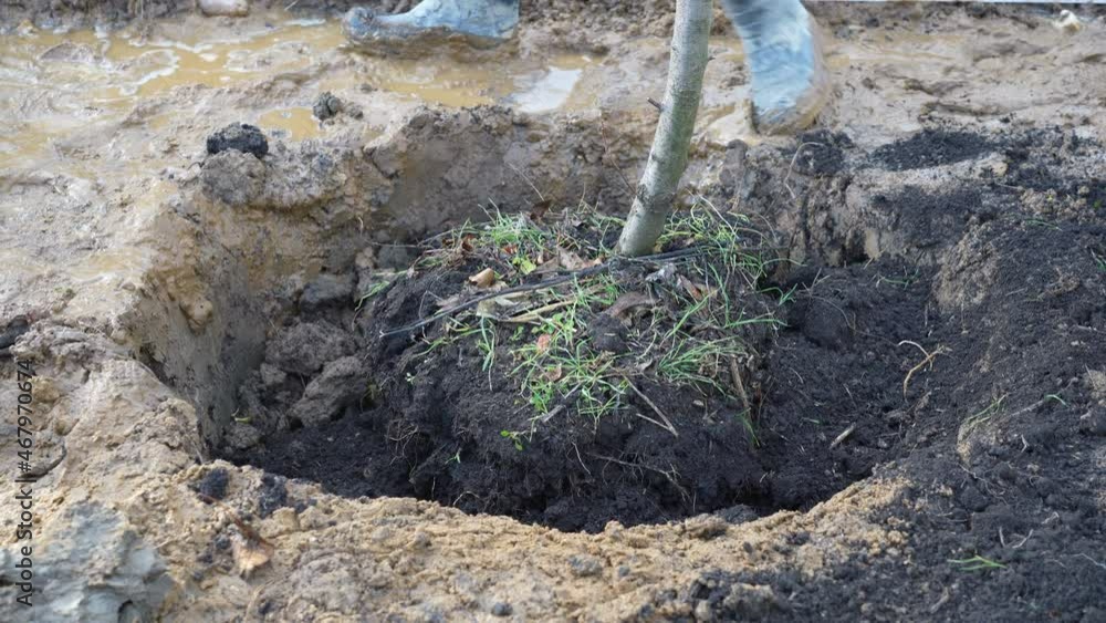gardener shakes off the remaining earth from the bag in which the fruit tree was transported for planting. A transplanted apple tree stands in a pit gardener shakes off the remaining earth from the bag in which the fruit tree was transported for planting. A transplanted apple tree stands in a pit