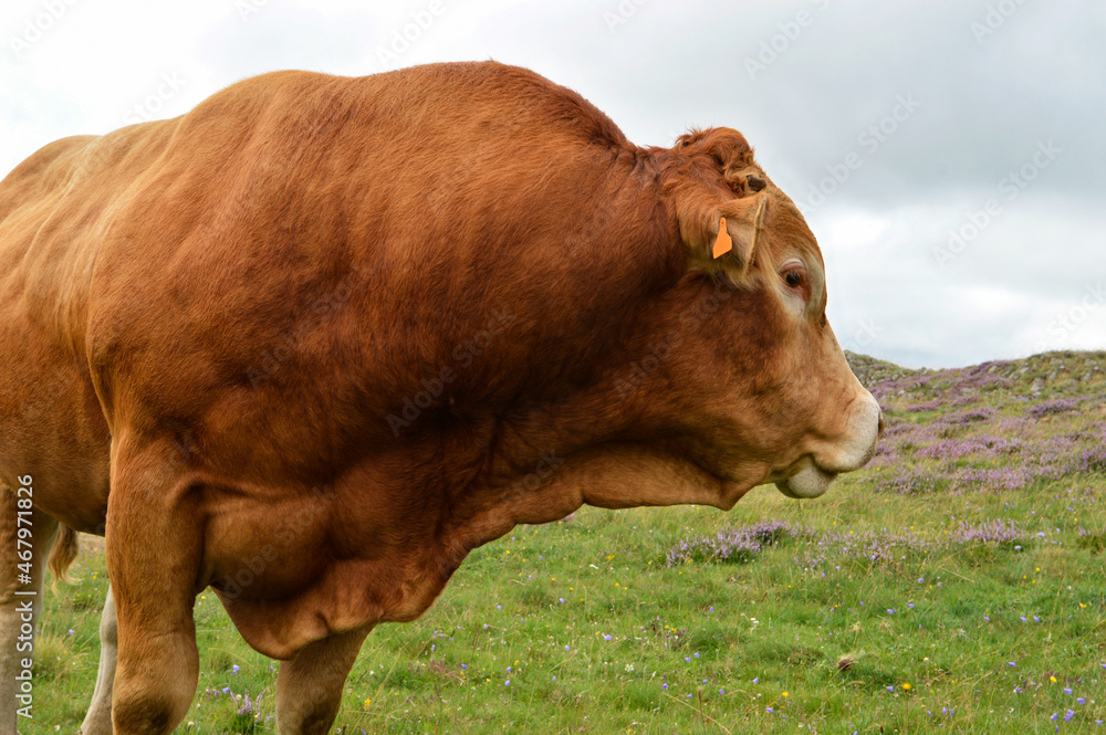 Beautiful and powerful Limousin bull Beautiful and powerful Limousin bull