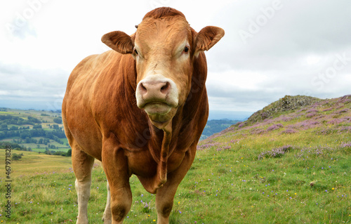 Fototapeta Beautiful and powerful Limousin bull