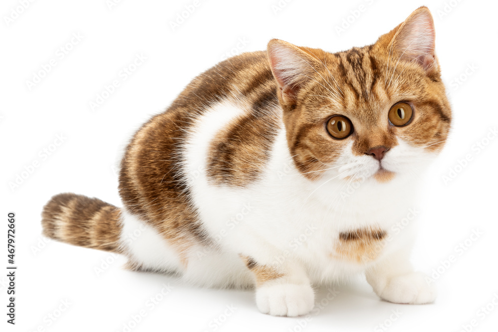 Obraz premium Red cat lying isolated on white. Cute cat lie down looking in camera. British Shorthair closeup