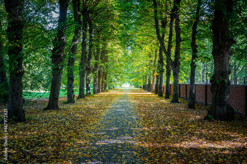 Аlley in the autumn park
