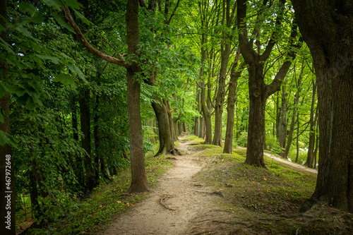 Path in the autumn park
