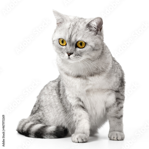 British cat shorthair sitting isolated on white background.