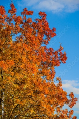 Autumn sketch  orange red tree foliage on blue sky background