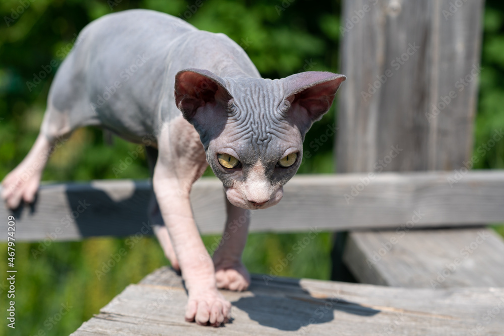 Canadian Sphynx Cat of color blue and white walking on wooden boards, playing on outdoors play area on sunny summer day and looking at camera with yellow eyes. Purebred kitten is 4 months old.